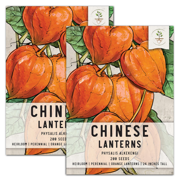 Chinese Lantern Seeds For Planting (Physalis alkekengi)