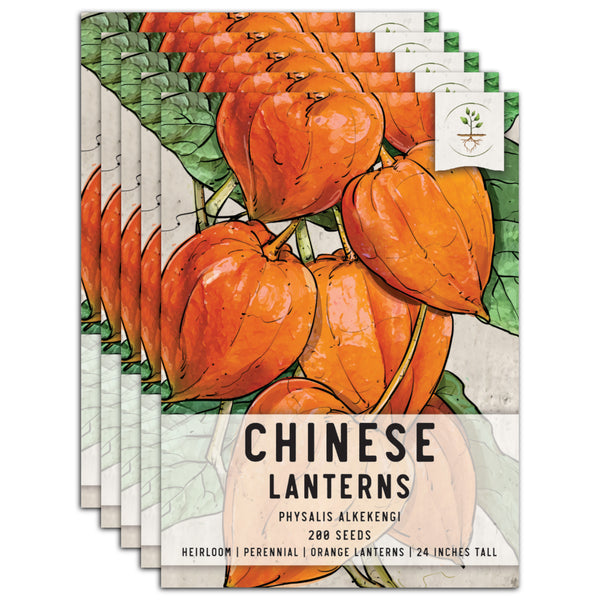 Chinese Lantern Seeds For Planting (Physalis alkekengi)