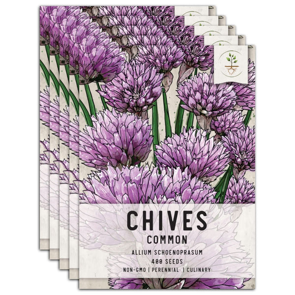 Common Chives Herb Seeds For Planting (Allium schoenoprasum)