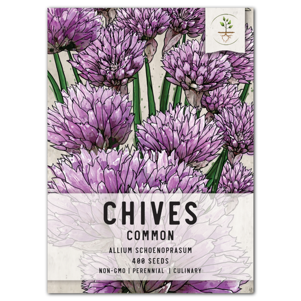 Common Chives Herb Seeds For Planting (Allium schoenoprasum)