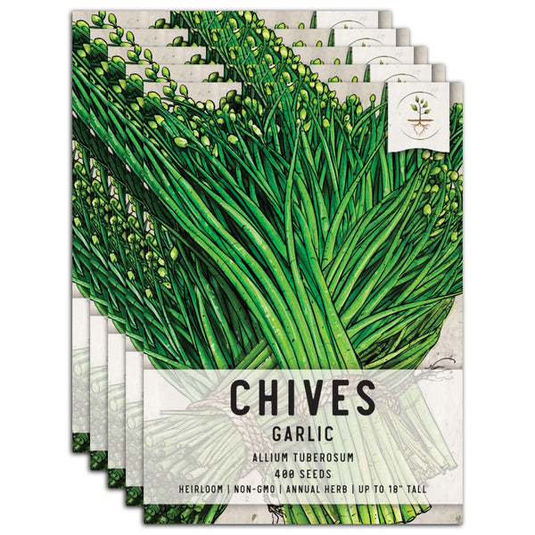 Garlic Chives Herb Seeds For Planting (Allium tuberosum)