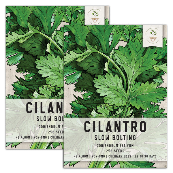 Cilantro Herb Seeds For Planting (Coriandrum sativum)