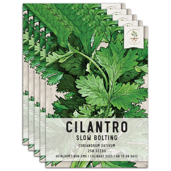 Cilantro Herb Seeds For Planting (Coriandrum sativum)