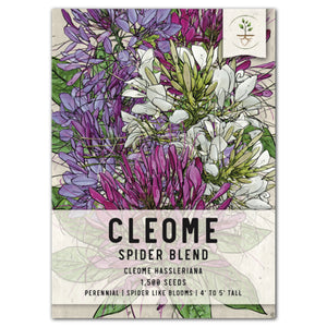 cleome flower seeds for planting