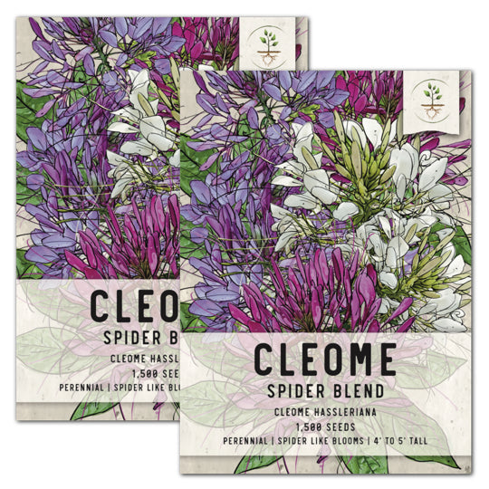 Cleome Seeds For Planting, Spider Mixture (Cleome hassleriana)