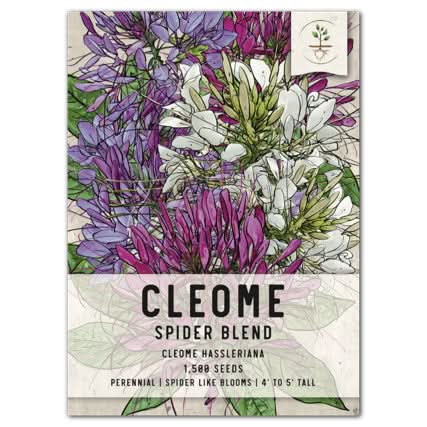 Cleome Seeds For Planting, Spider Mixture (Cleome hassleriana)