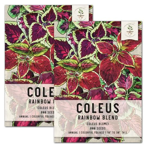 Rainbow Coleus Seeds For Planting (Coleus blumei)