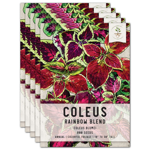 Rainbow Coleus Seeds For Planting (Coleus blumei)