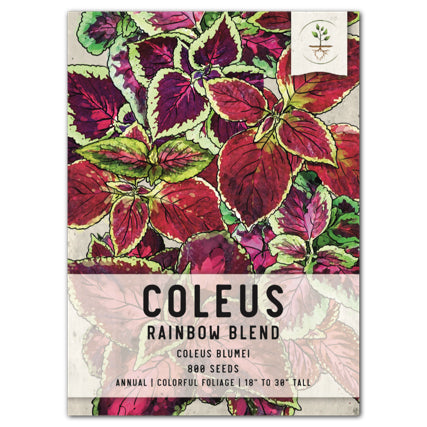 rainbow blend coleus seeds for planting