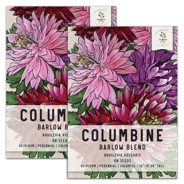 Barlow Mix Columbine Seeds For Planting (Aquilegia vulgaris)
