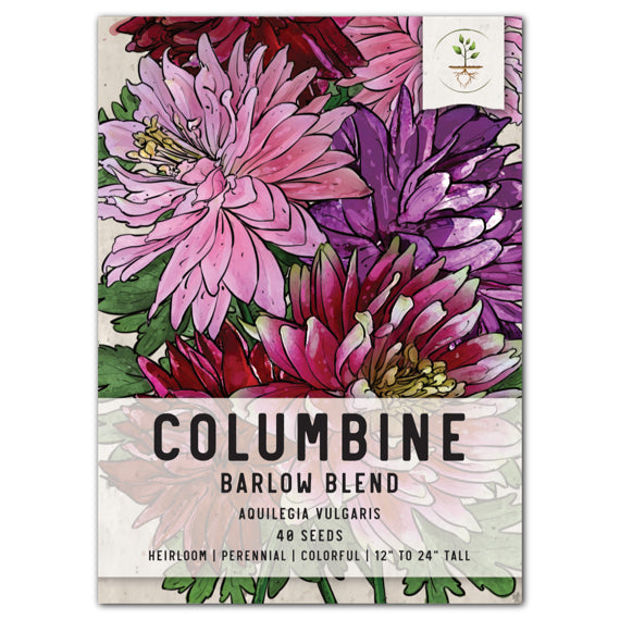 Barlow Mix Columbine Seeds For Planting (Aquilegia vulgaris)