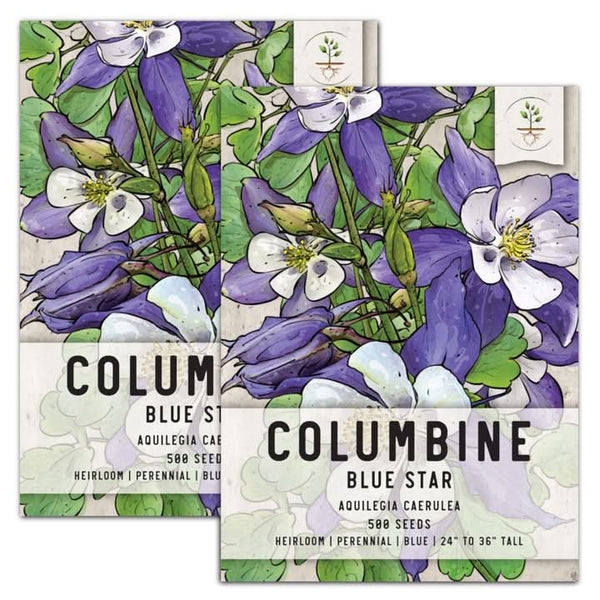 blue star columbine seeds for planting