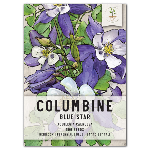 blue star columbine seeds for planting