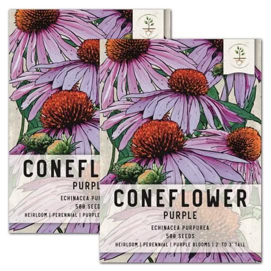 purple coneflower seeds for planting