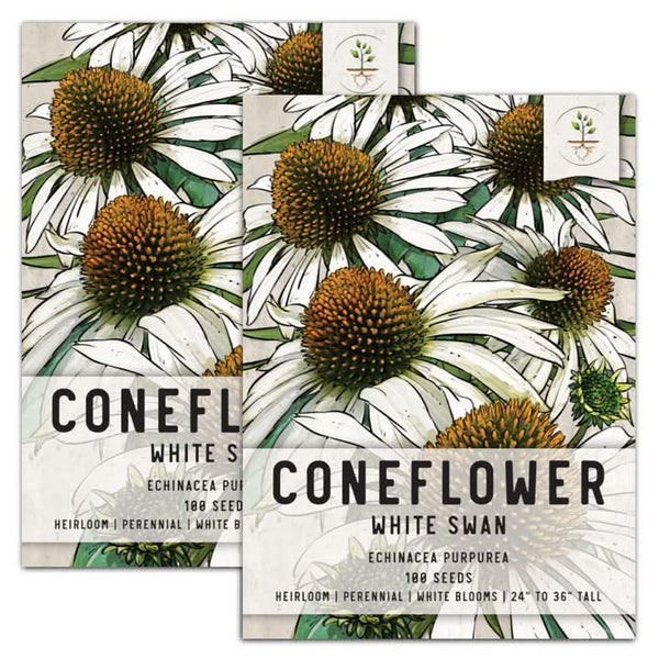 White Swan Coneflower Seeds For Planting (Echinacea purpurea)