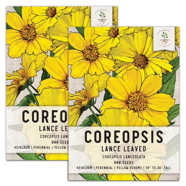 Lance Leaved Coreopsis Seeds For Planting (Coreopsis lanceolata)