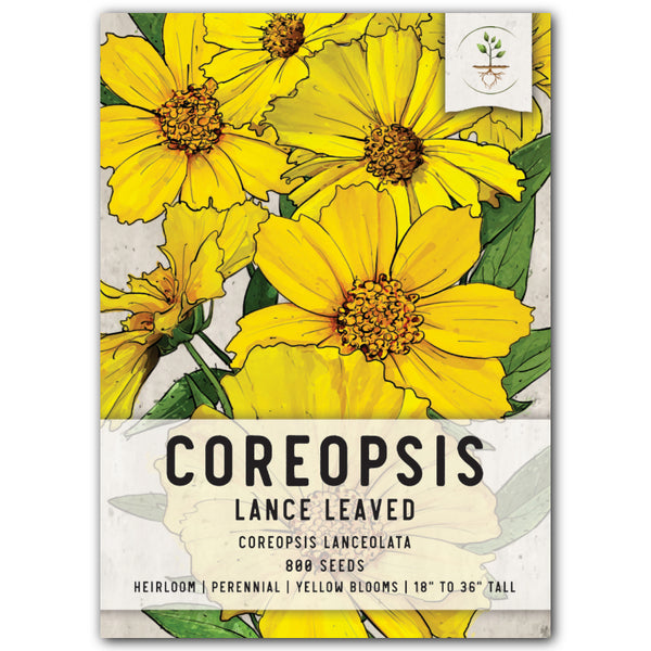 Lance Leaved Coreopsis Seeds For Planting (Coreopsis lanceolata)