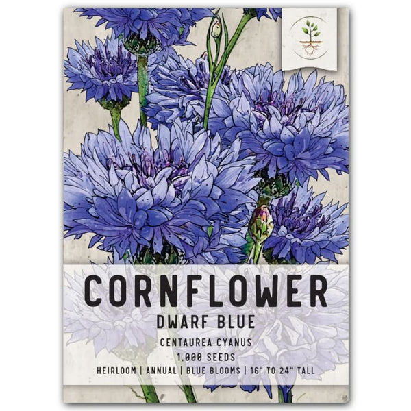 Dwarf Blue Cornflower Seeds For Planting (Centaurea cyanus)