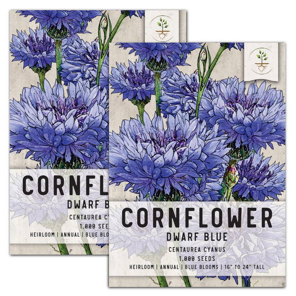 Dwarf Blue Cornflower Seeds For Planting (Centaurea cyanus)