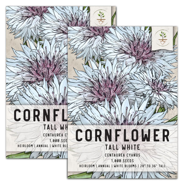 Tall White Cornflower Seeds For Planting (Centaurea cyanus)