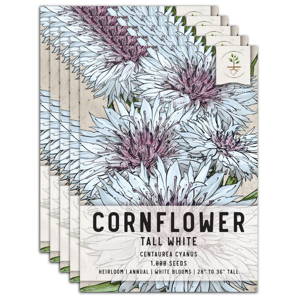 Tall White Cornflower Seeds For Planting (Centaurea cyanus)