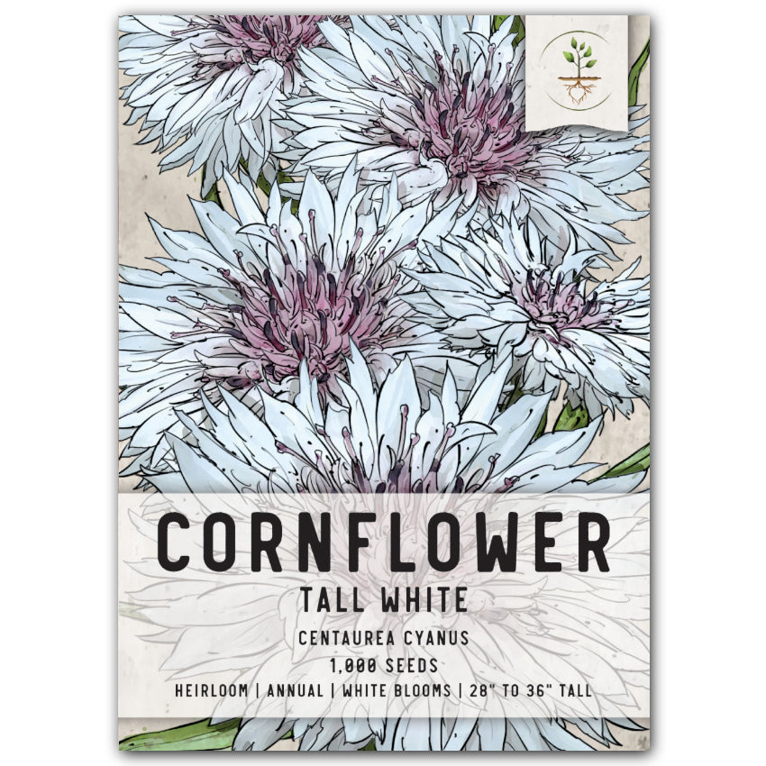 Tall White Cornflower Seeds For Planting (Centaurea cyanus)