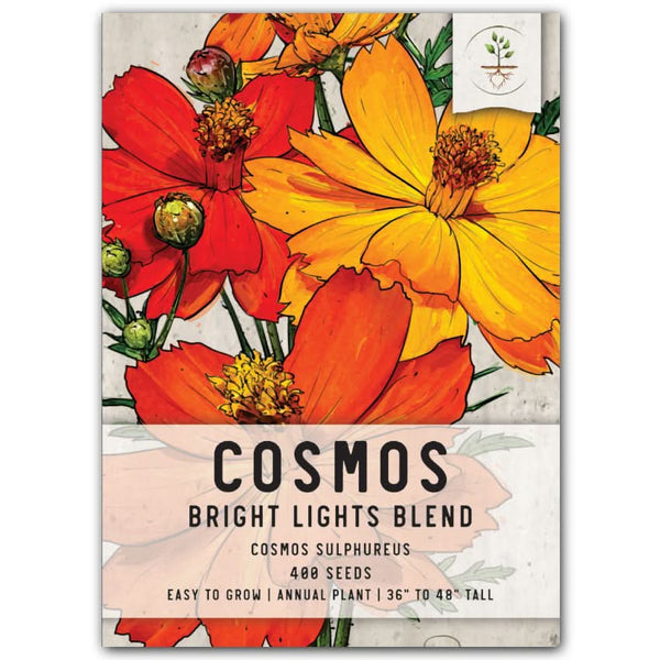 plant cosmos seeds Bright Lights Cosmos Seeds For Planting (Cosmos sulphureus) – Seed Needs LLC