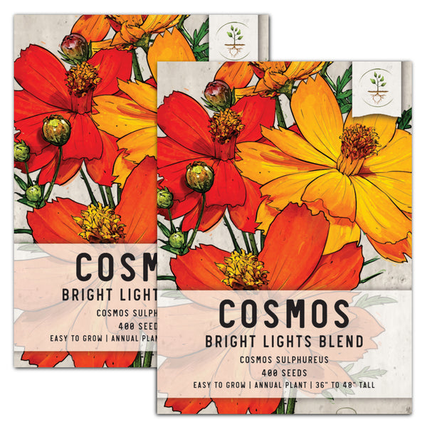 Bright Lights Cosmos Seeds For Planting (Cosmos sulphureus)