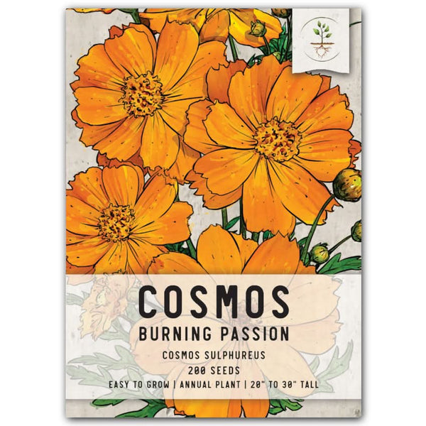 Burning Passion Cosmos Seeds For Planting (Cosmos sulphureus)