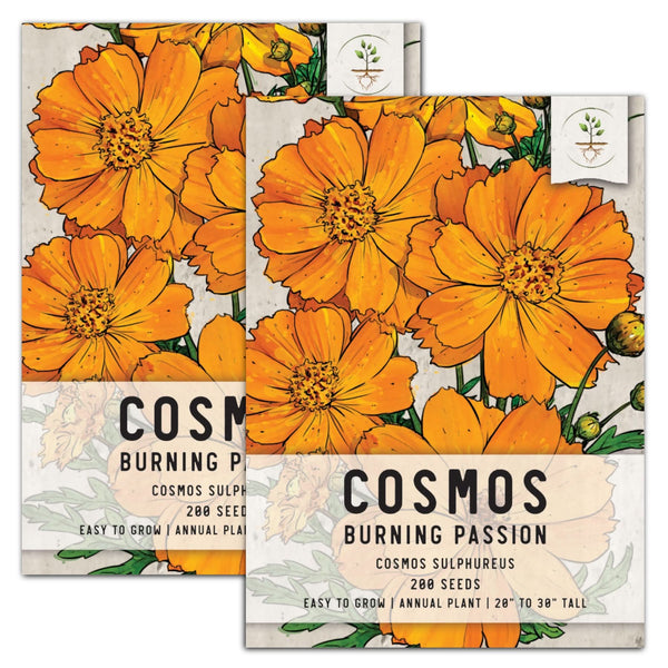 Burning Passion Cosmos Seeds For Planting (Cosmos sulphureus)