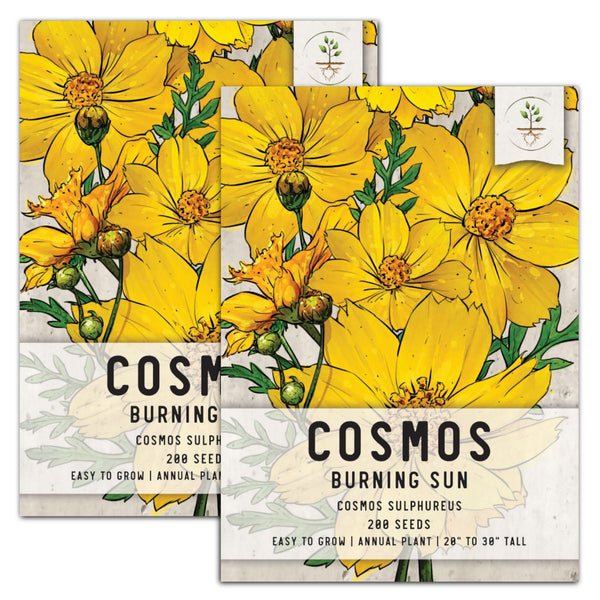 Burning Sun Cosmos Seeds For Planting (Cosmos sulphureus)