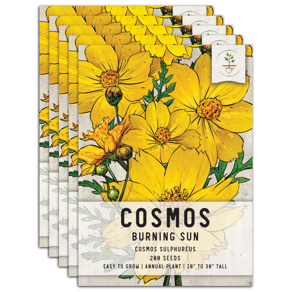 Burning Sun Cosmos Seeds For Planting (Cosmos sulphureus)