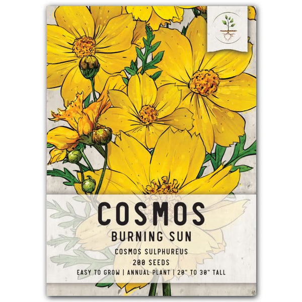 Burning Sun Cosmos Seeds For Planting (Cosmos sulphureus)