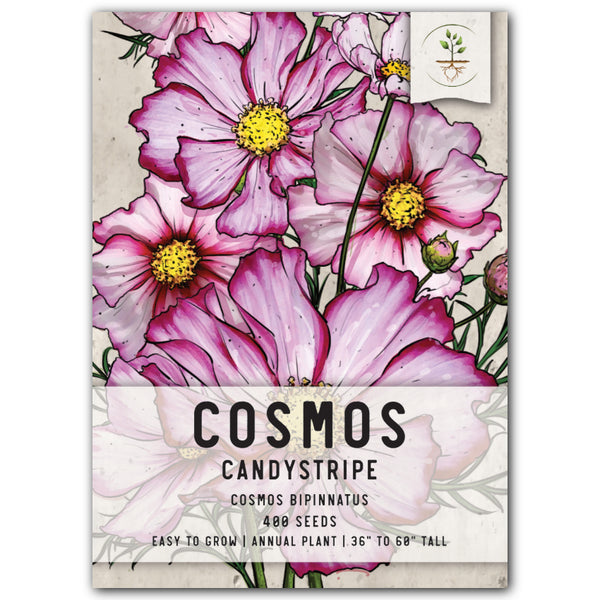 Candystripe Cosmos Seeds For Planting (Cosmos bipinnatus)