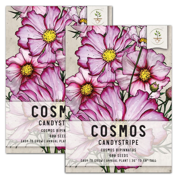 Candystripe Cosmos Seeds For Planting (Cosmos bipinnatus)