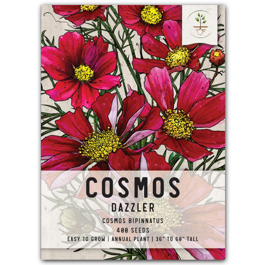 Dazzler Cosmos Seeds For Planting (Cosmos bipinnatus)
