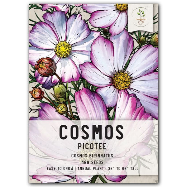 Picotee Cosmos Seeds For Planting (Cosmos bipinnatus)