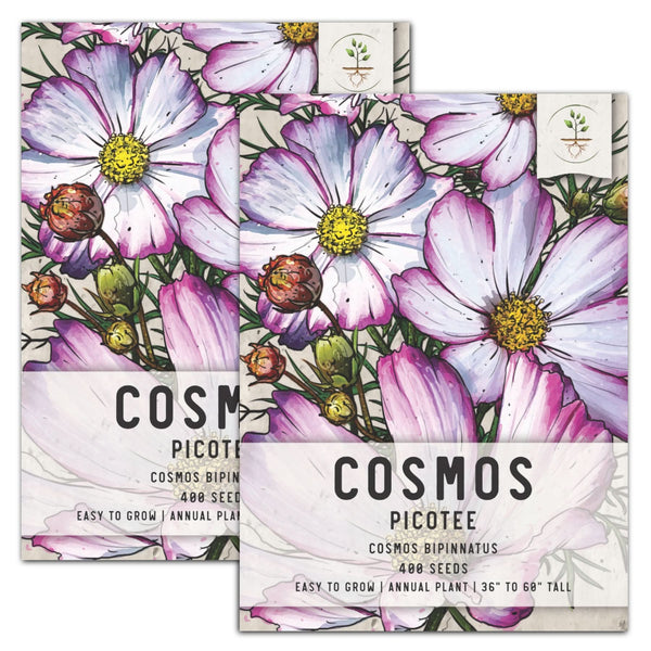 Picotee Cosmos Seeds For Planting (Cosmos bipinnatus)