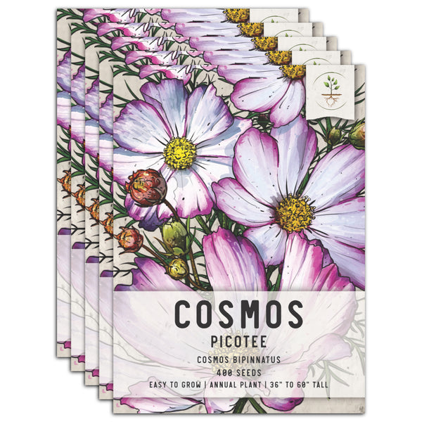 Picotee Cosmos Seeds For Planting (Cosmos bipinnatus)
