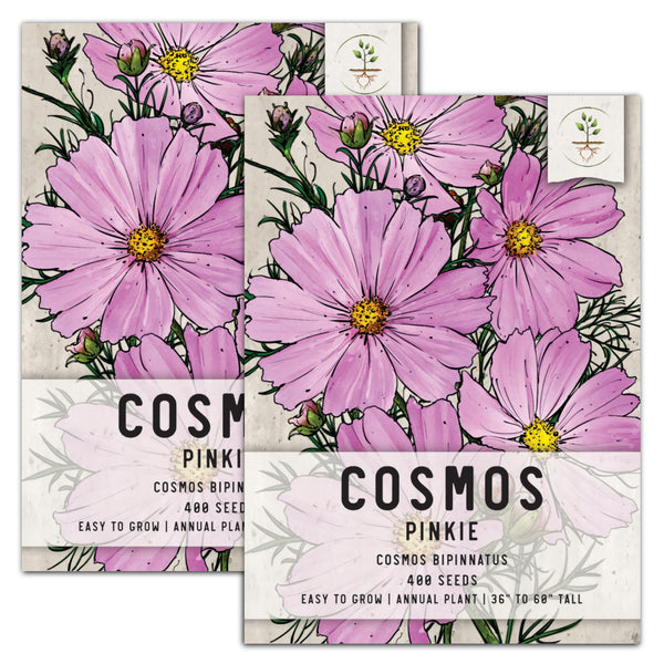 Pinkie Cosmos Seeds For Planting (Cosmos bipinnatus)