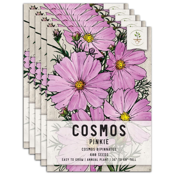 Pinkie Cosmos Seeds For Planting (Cosmos bipinnatus)