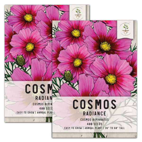 Radiance Cosmos Seeds For Planting (Cosmos bipinnatus)