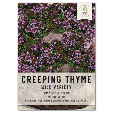 Wild Creeping Thyme Seeds For Planting (Thymus serpyllum)