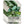 Cucamelon Seeds For Planting, Mexican Sour Gherkin (Melothria scabra)