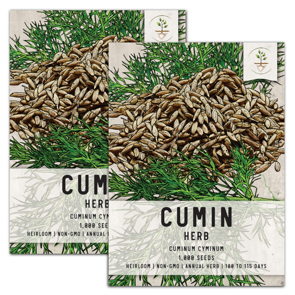 Cumin Herb Seeds For Planting (Cuminum cyminum)