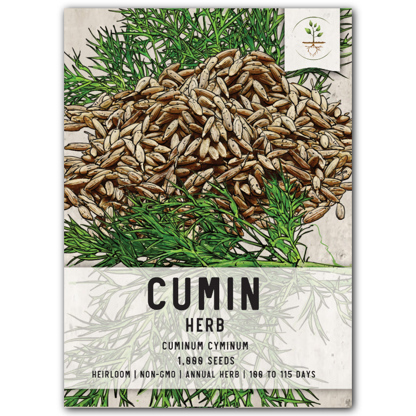 Cumin Herb Seeds For Planting (Cuminum cyminum)