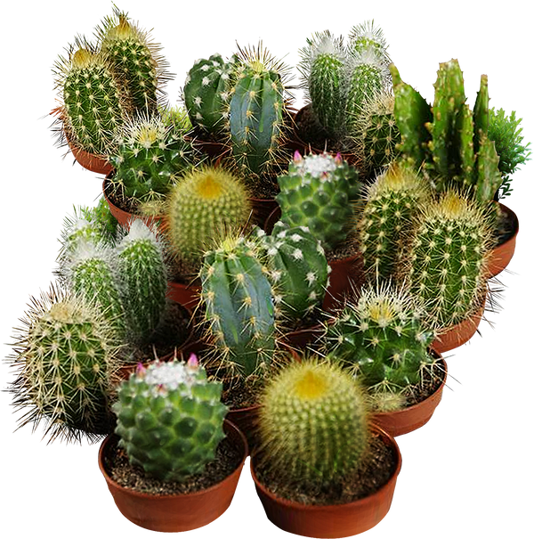 cacti seeds for planting