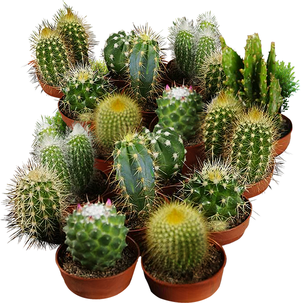Cacti Seed Blend