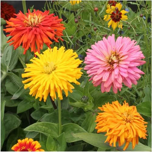 Cactus Zinnia Seeds For Planting Mixed Colors (Zinnia elegans)