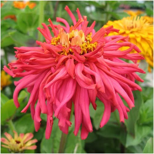 Cactus zinnia mixture